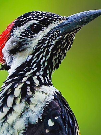 A portrait of a Black-rumped Flameback looking upwards. The shot highlights the red crest and the intricate black and white pattern on its face and neck.