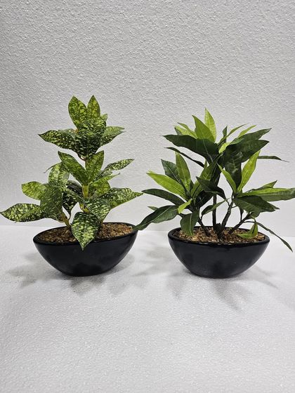 Desktop Plants & Bonsai photo 24