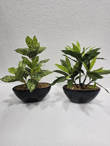 Two small artificial plants in black bowls, one with speckled leaves and one with solid green leaves.