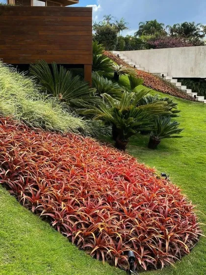 We use mass plantings of colorful foliage, like these red bromeliads, to create a dramatic impact on sloped areas. This technique is great for adding color and preventing soil erosion.