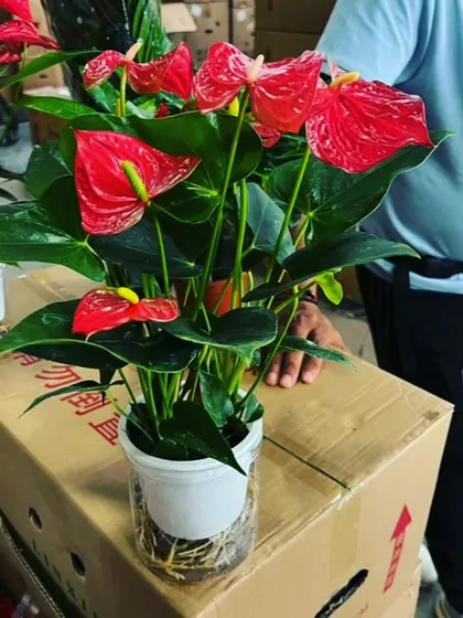 For something special, we offer imported Anthurium plants. With their glossy red flowers and green leaves, they make a perfect tabletop plant for offices or a memorable gift.