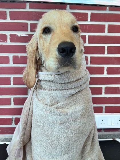 After a nice warm bath, the first step is to get warm and dry. This sweet Golden Retriever puppy is all wrapped up in a soft towel, looking cozy and content before his blow-dry and haircut.