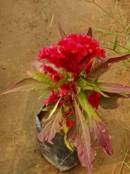 A single Celosia plant, showing its unique flower structure. These are great for sunny spots and come in a range of bright colors.
