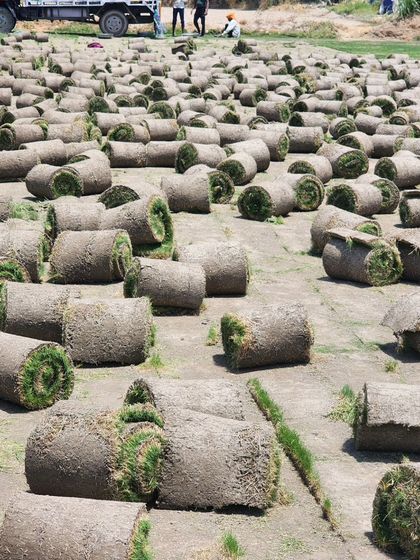 Delhi Gardner - Full-Service Landscaping Premium Lawn & Turf Solutions photo 44