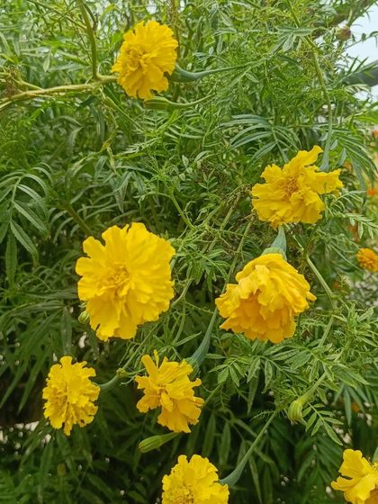 A gallery of the many different flowers I have successfully grown, showing a wide range of colors and types.