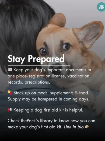 The Pack - Online Pet Parent Community A Voice for Every Dog photo 45