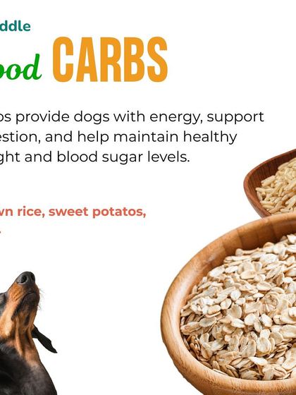 Kuddle - Pet Nutrition Consultation Building the Perfect Bowl: Balanced Diet Essentials photo 6