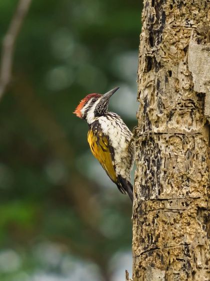 A Black-rumped Flameback pauses its search for insects on a heavily bored tree trunk.