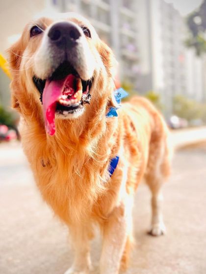A happy, freshly groomed Golden Retriever ready for any adventure or special occasion.