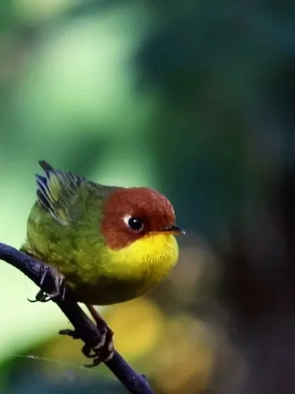 Another view of the elusive Chestnut-headed Tesia. Its small size and quick movements make it a true challenge, one that I guide enthusiasts through on my specialized expeditions.