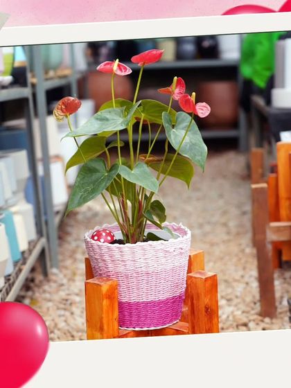 A lovely red Anthurium plant in a pink woven basket, making a perfect gift of love.