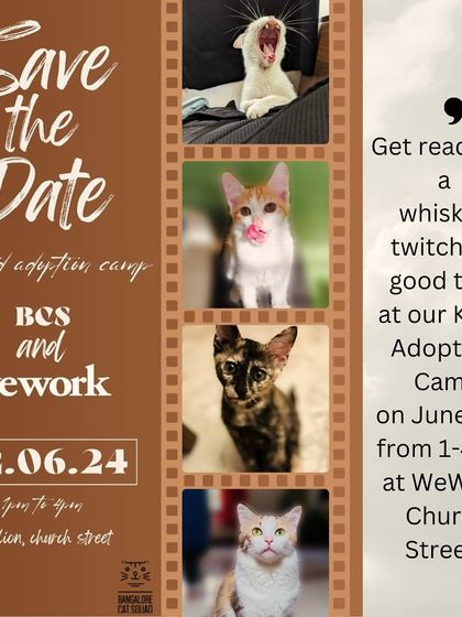 Save the date! This poster for our WeWork adoption camp showcases a filmstrip of some of the adorable faces that will be there, ready to steal the show.
