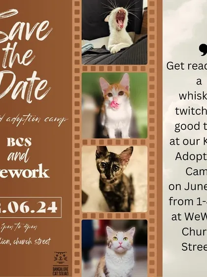 Save the date for a whisker-twitching good time at our Kitten Adoption Camp on June 22nd at WeWork, Church Street. Come meet furballs looking for their forever homes.