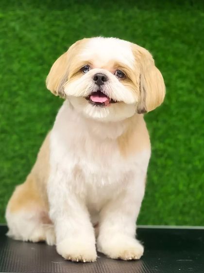 Pets Forever - Full Service Dog Grooming Shih Tzu Styling: My Specialty photo 5