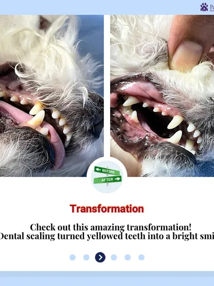 The results of proper dental care are clear to see. This before-and-after image shows the incredible transformation following a professional dental scaling procedure at our clinic. We removed years of harmful plaque and tartar, restoring the pet's teeth to a bright, healthy state and preventing future dental disease.