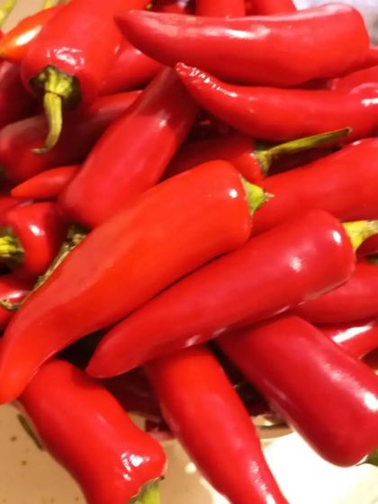 The quality of these chillies ensures a pickle that is perfectly spicy and full of flavour.