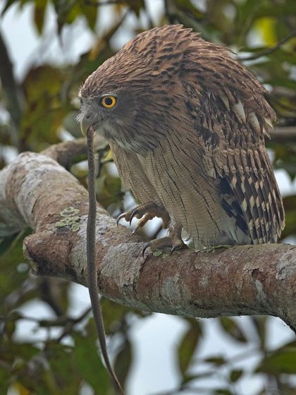 A wider view of the Brown Fish Owl with its prey, showing more of the bird's posture and the surrounding branches.