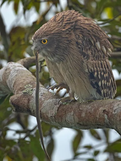 A duplicate of image 125, capturing the primal moment of a successful hunt in the forest canopy.