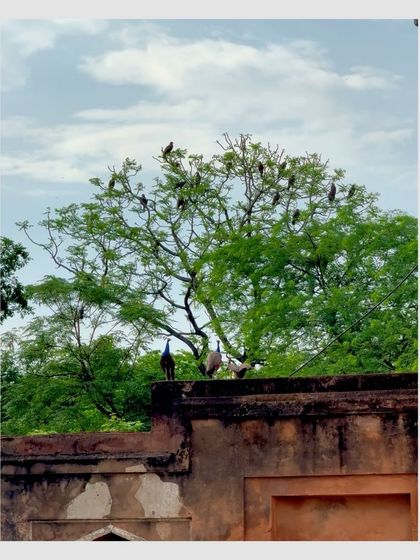 Peacocks, India's national bird, perch on a tree and an old wall at Humayun's Tomb in Delhi. A beautiful moment where nature and history meet.