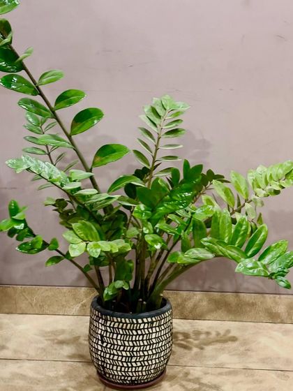 A healthy ZZ plant in a black and white patterned ceramic pot. This plant is incredibly resilient and only needs water when the soil is completely dry, making it almost foolproof.