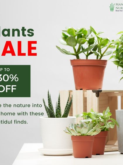 Our plant sale is on, with up to 30% off. Invite nature into your home with these beautiful finds, perfect for gifting or treating yourself.