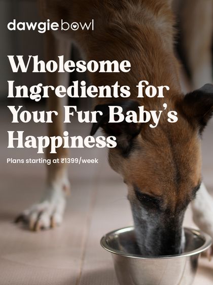 A fur baby's happiness starts with wholesome ingredients. I handpick the finest, human-grade foods to create recipes that nourish their bodies and hearts, as seen with this dog enjoying its meal.