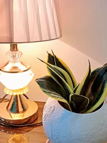 The dwarf Snake Plant placed next to a table lamp. Plants can make any corner of your home look beautiful.