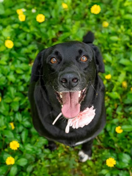 A beautiful overhead shot of Bagheera, a handsome black dog, looking up at the camera while surrounded by a field of yellow flowers.