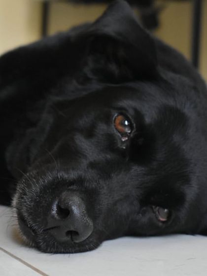 PL Paws - Animal Rescue & Rehabilitation Happy Tails: Our Adoption Stories photo 77