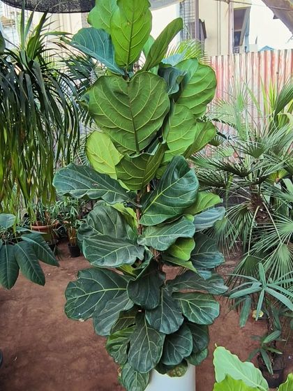 Large Statement Plants for Outdoors & Indoors photo 4