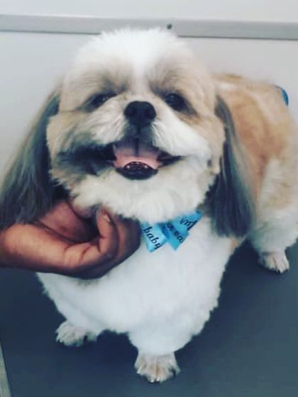 A gentle hand and a reassuring touch make all the difference for this sweet Shih Tzu.
