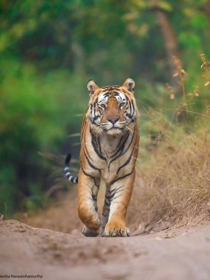 The mighty Bajrang of Bandhavgarh, emerging from the shadows into the golden light.