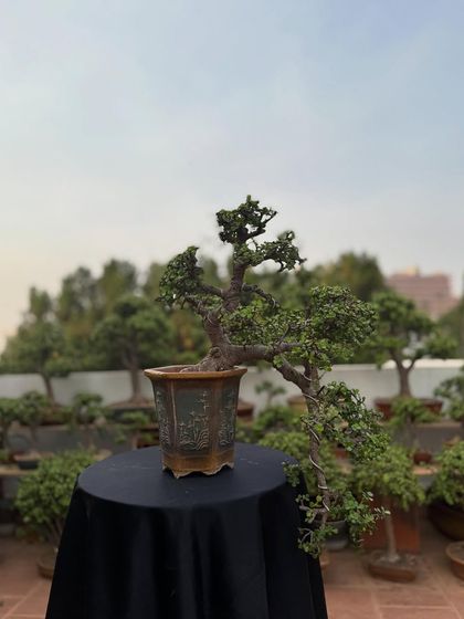 A cascading Jade bonsai, a more unusual style for this species. The branches are trained to flow downwards, creating a sense of movement and grace.