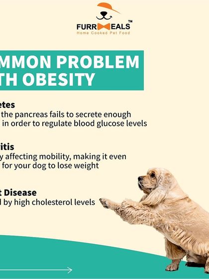 Could your dog be overweight? This series helps you identify the signs of obesity, understand the common health problems it causes like diabetes and arthritis, and learn practical steps you can take to prevent it.