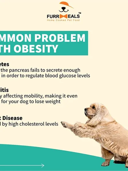 This collection of infographics and product shots provides a comprehensive guide to understanding, preventing, and managing dog obesity with my specialized diet plans and responsible treating tips.
