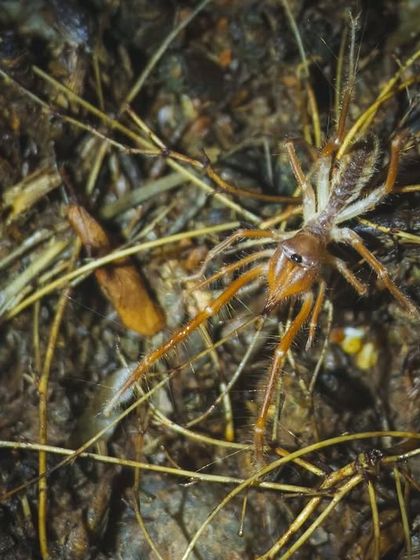 A camel spider, or Solifugae, on the forest floor. These creatures are neither spiders nor scorpions and are one of the least documented species in Delhi NCR.