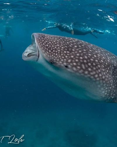 Dive Travel & Expeditions