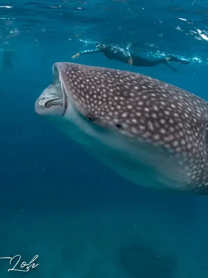 A whale shark opens its mouth to filter feed, with our snorkelers keeping a respectful distance. We ensure our interactions are sustainable and don't disturb the natural behavior of these magnificent animals.