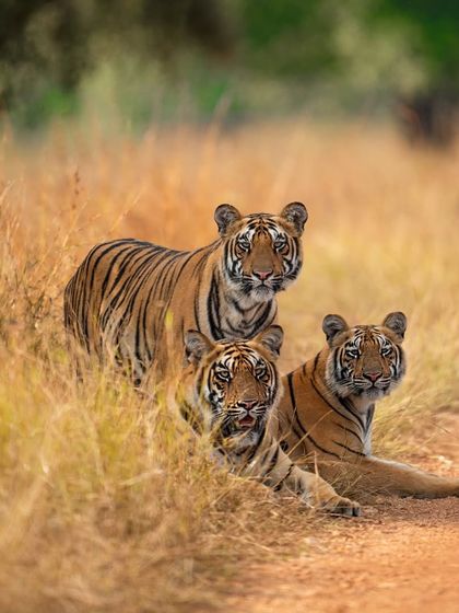 Three tiger cubs huddled together by the roadside, a fantastic photo opportunity.