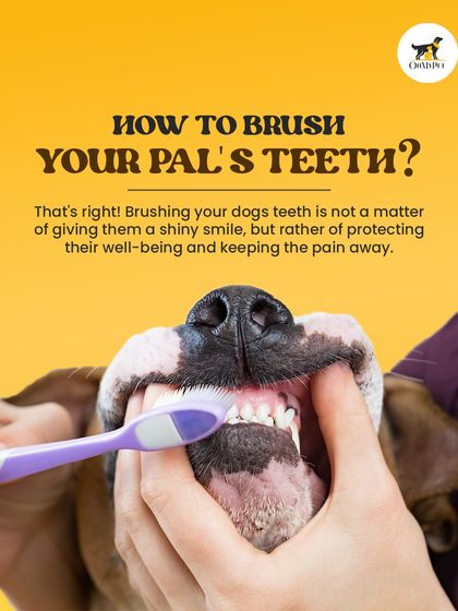 Oh My Pet - At-home Pet Grooming Grooming 101: Our Services & Benefits photo 5