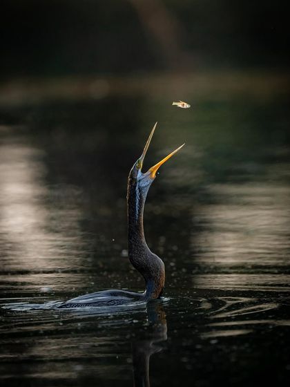 A darter, also known as a snakebird, tosses a small fish into the air before swallowing it. This is a classic fishing behavior, and capturing the fish in mid-air at Keoladeo National Park required perfect timing.