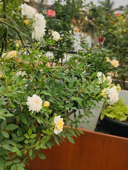 A view across a rooftop garden filled with potted roses and other plants. This shows how a collection of containers can be arranged to create the feeling of a full garden.