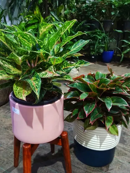 Let your imagination flourish by pairing your favorite plants with our stunning planters. This combination of Aglaonemas in modern ceramic pots shows how you can create a unique oasis that reflects your personal style.