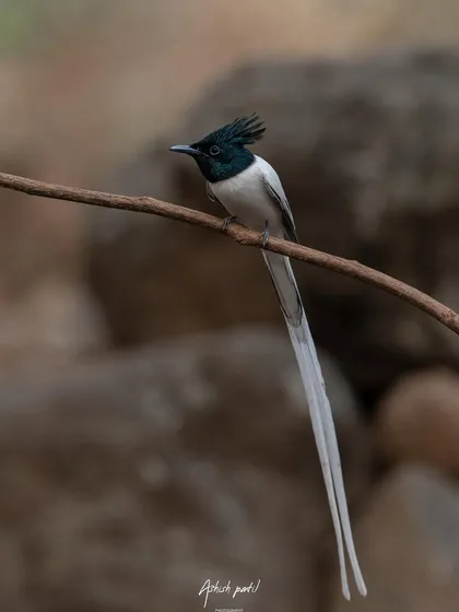 The male Asian Paradise Flycatcher in all its glory. The long, elegant white tail streamers make it a truly heavenly sight, and I was thrilled to capture this one perched so perfectly.
