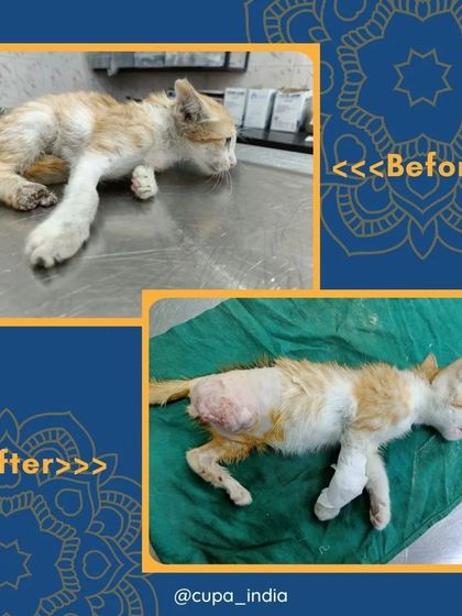 Cupa - Emergency Animal Rescue & Treatment Cat Rescue & Recovery Stories photo 7