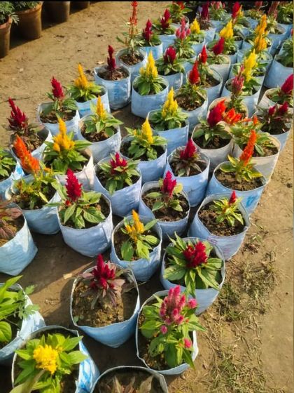 A large batch of Celosia plants, also known as cockscomb, with their unique, flame-like flowers in red and yellow. These are ready for a bulk order.