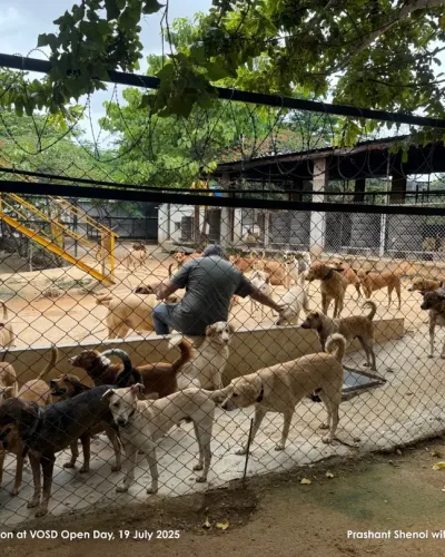 Canine Sanctuary & Hospice Care