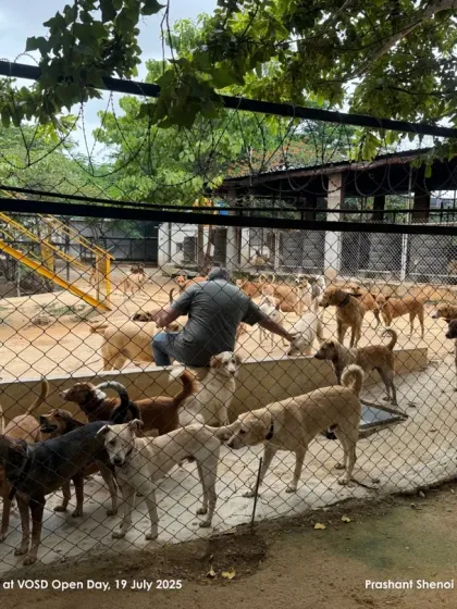 Prashant Shenai sits among a few of the 1,800+ dogs at our sanctuary. Seeing the scale of our operation firsthand is an unforgettable experience.