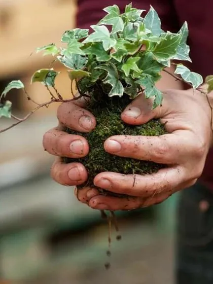 This is Kokedama, the Japanese art of creating a living plant sculpture. I love the hands-on process of wrapping the plant's roots in a moss ball. It’s a unique and natural way to display plants in your home.