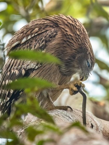 This series captures a Brown Fish Owl with its snake kill in Pilibhit Tiger Reserve. From the intense stare to the act of consumption, these images tell the full story of a successful hunt.